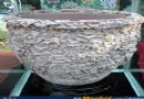 18万元景德镇陶瓷展销会捏浮雕花缸